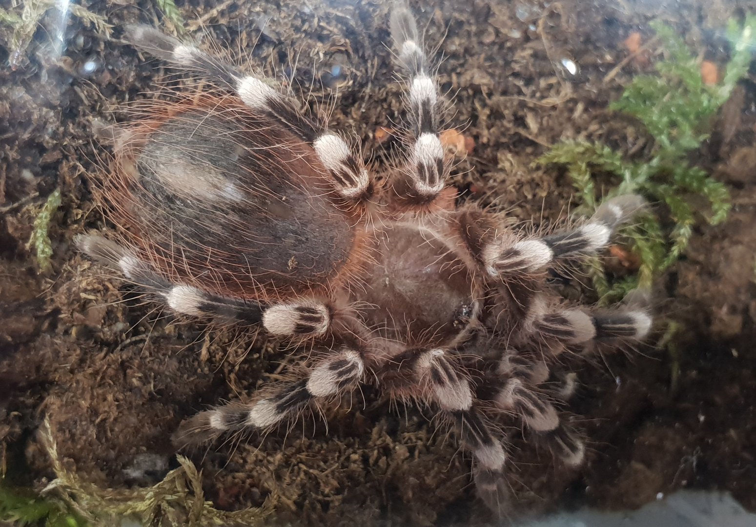 Acanthoscurria geniculata