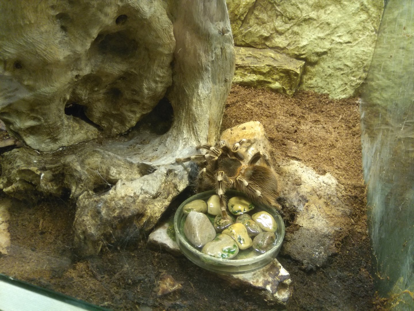 Acanthoscurria geniculata