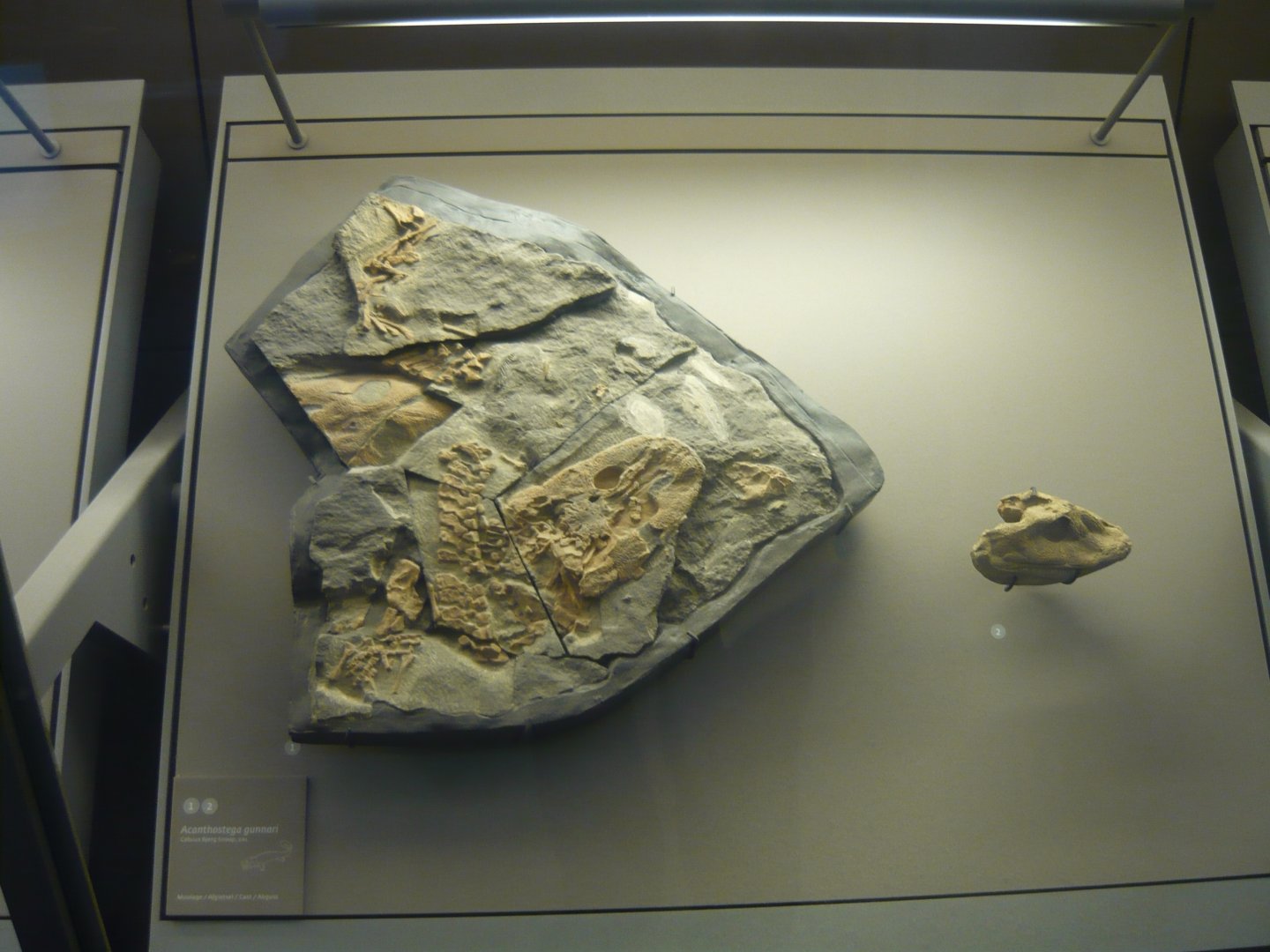 Acanthostega gunnari