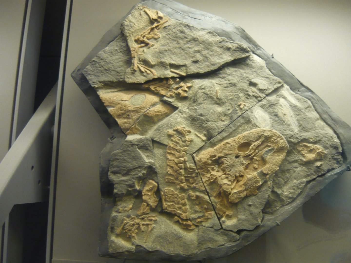 Acanthostega gunnari