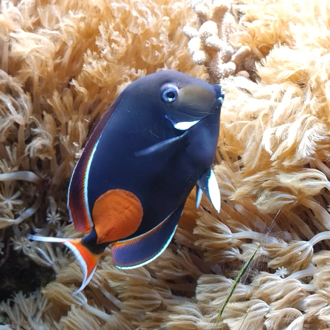 Acanthurus achilles at ouwehands aquarium