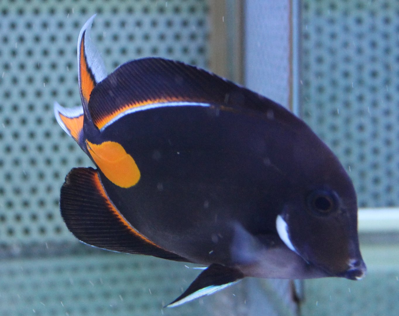 Acanthurus achilles