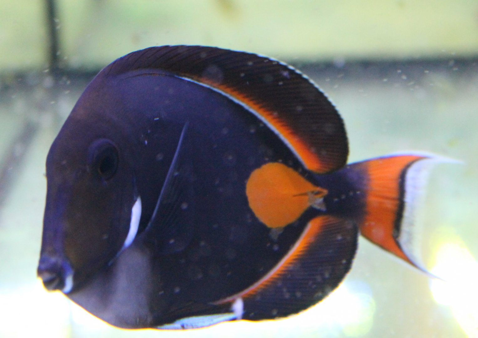 Acanthurus achilles