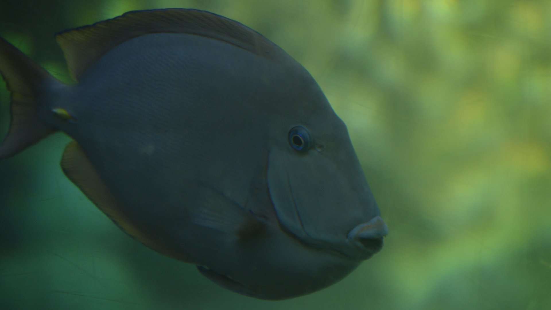 Acanthurus bahianus