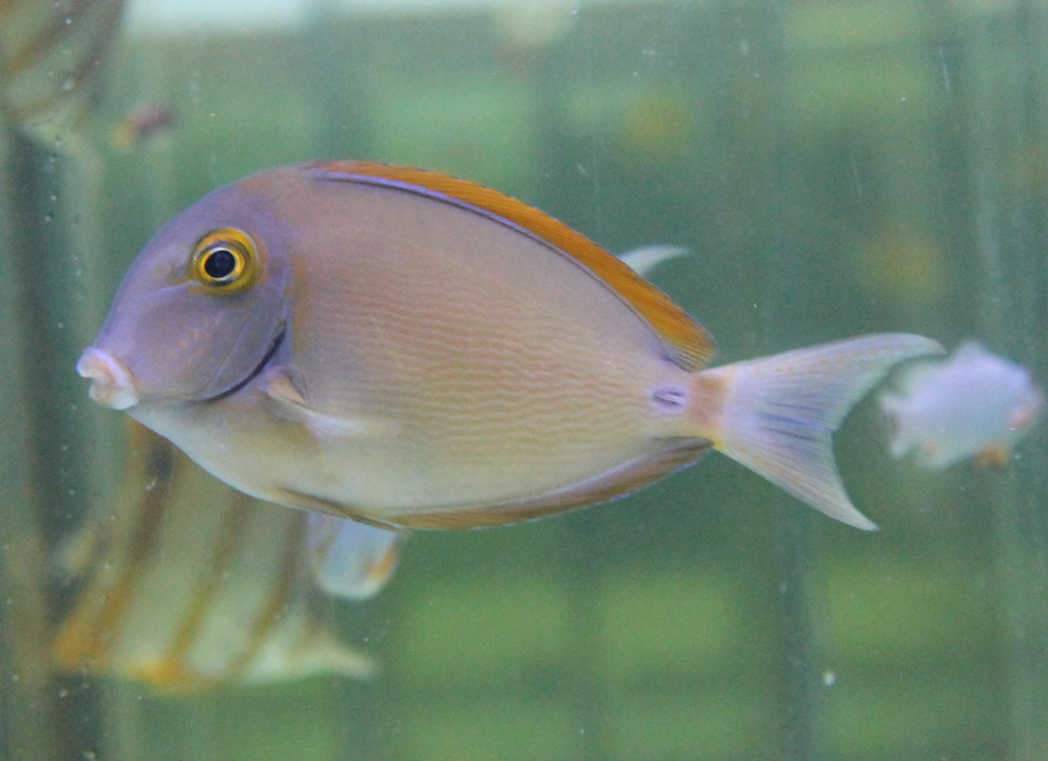 Acanthurus bariene