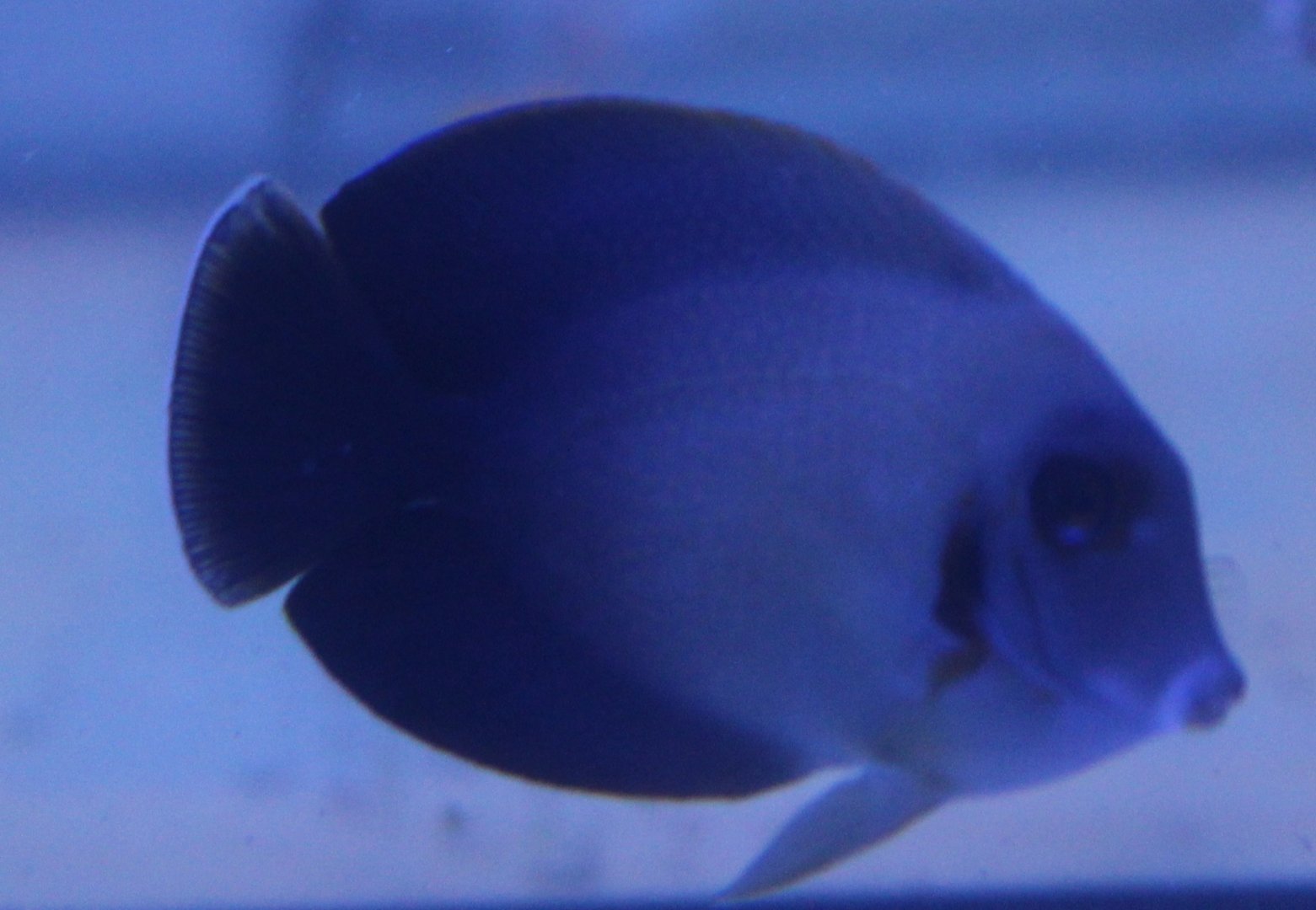 Acanthurus chronixis