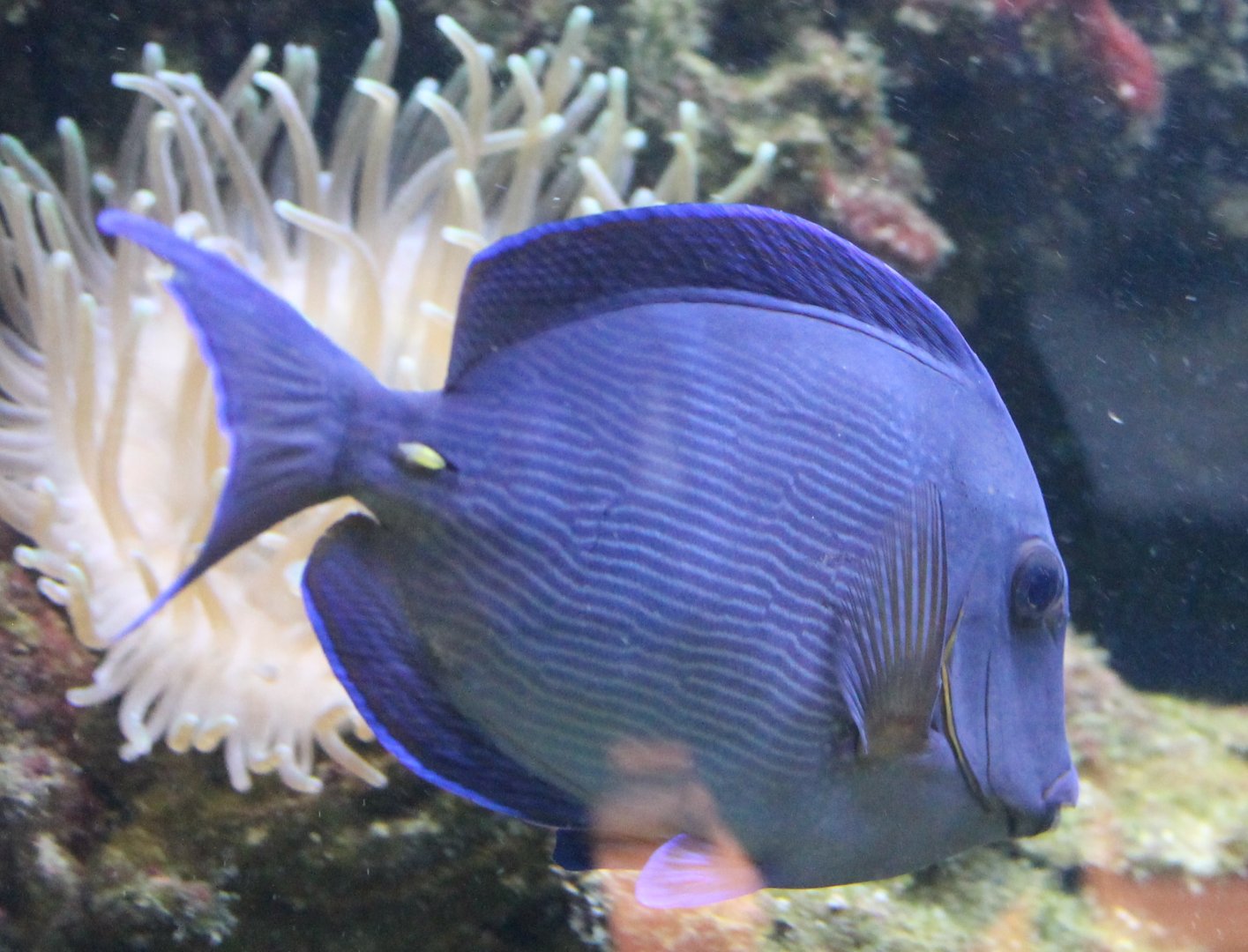 Acanthurus coeruleus