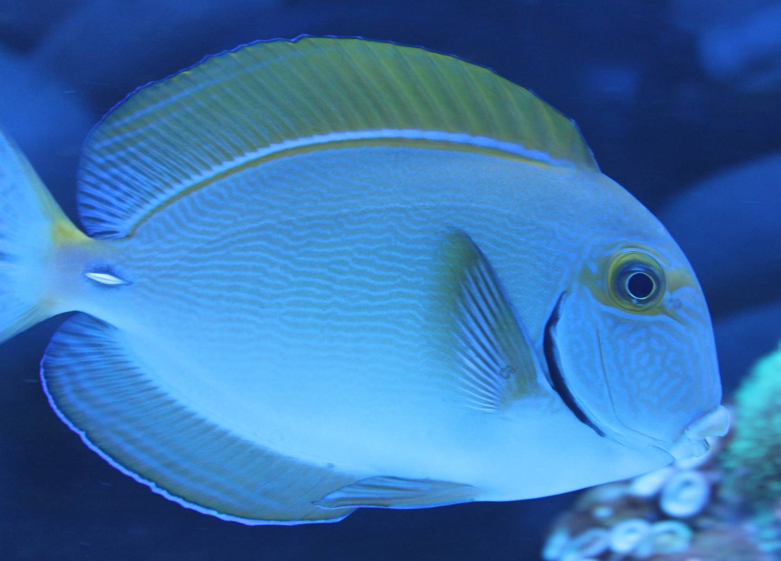 Acanthurus dussumieri