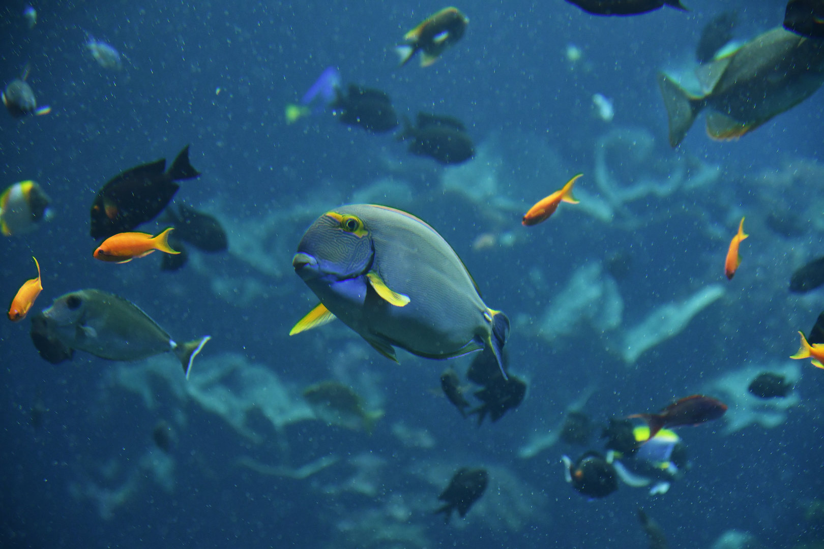 Acanthurus dussumieri