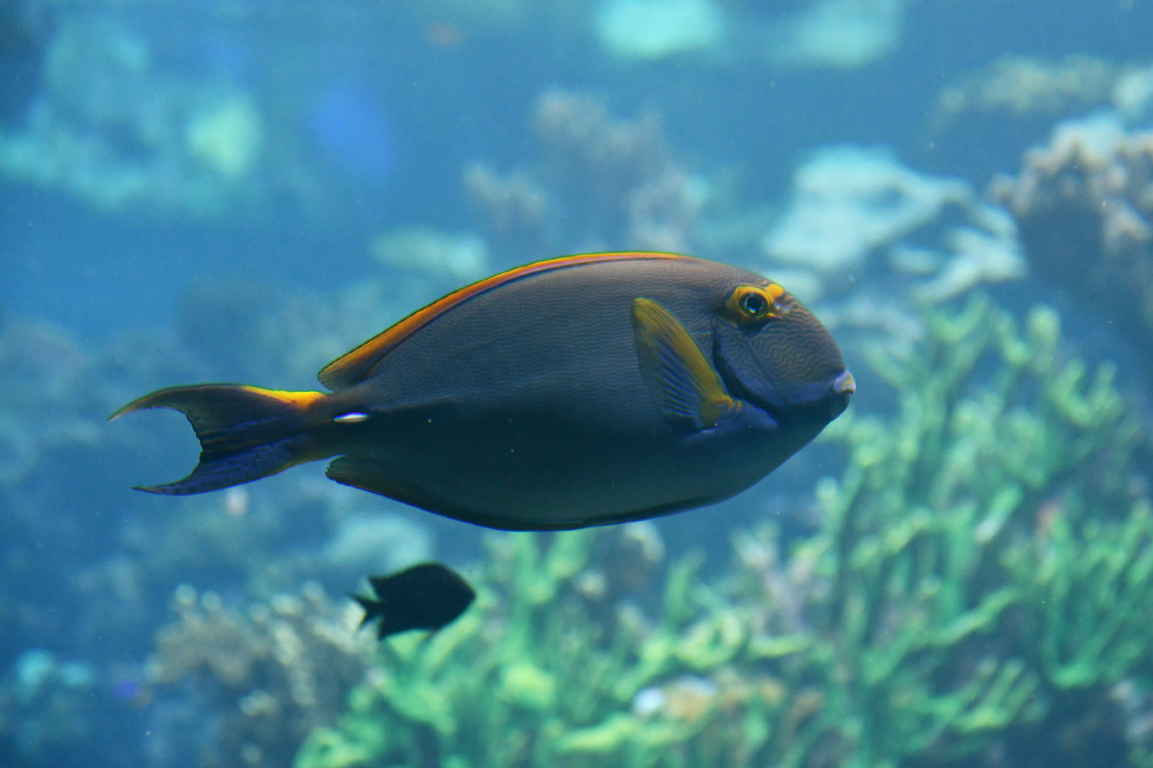 Acanthurus dussumieri