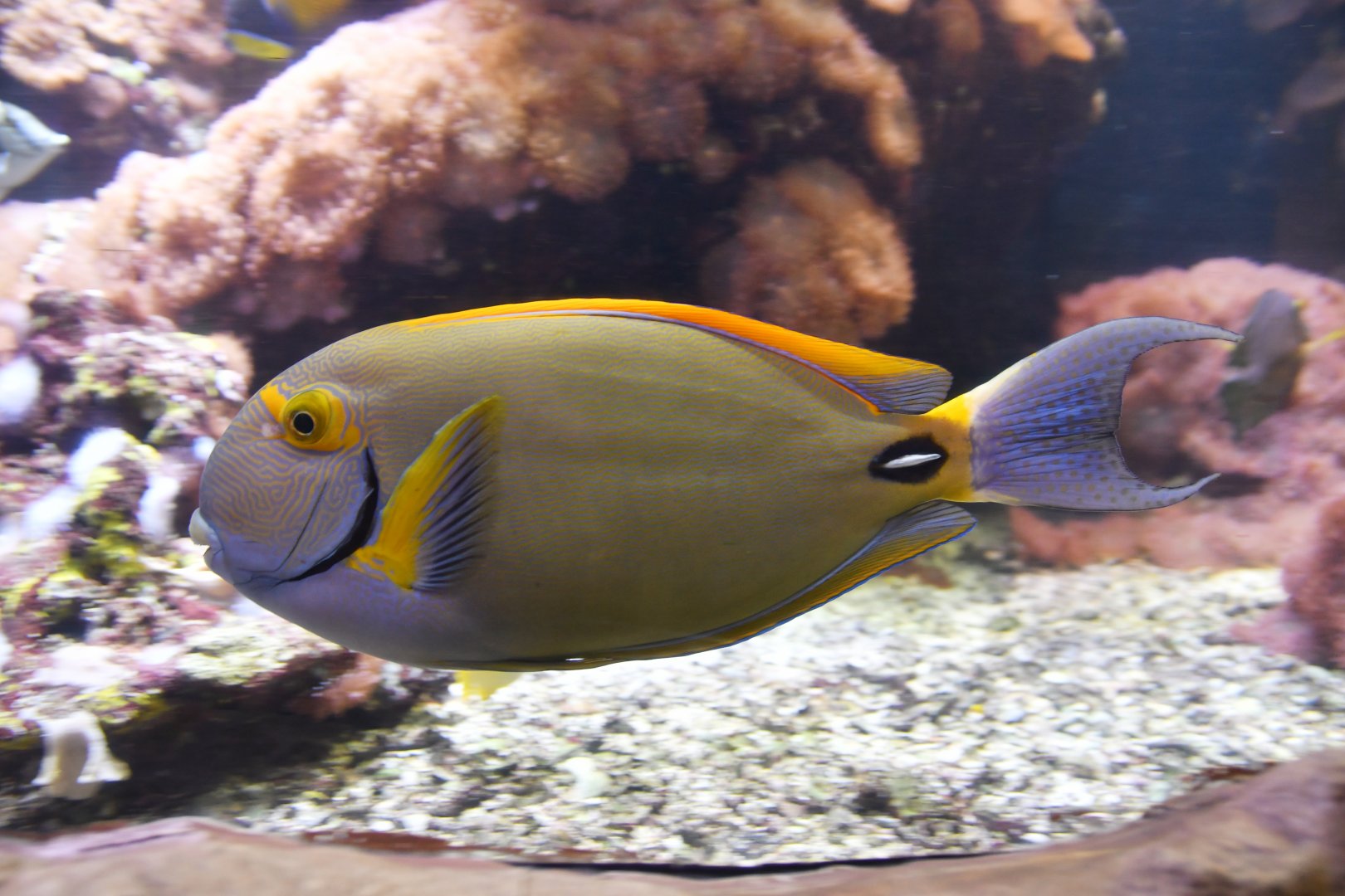 Acanthurus dussumieri