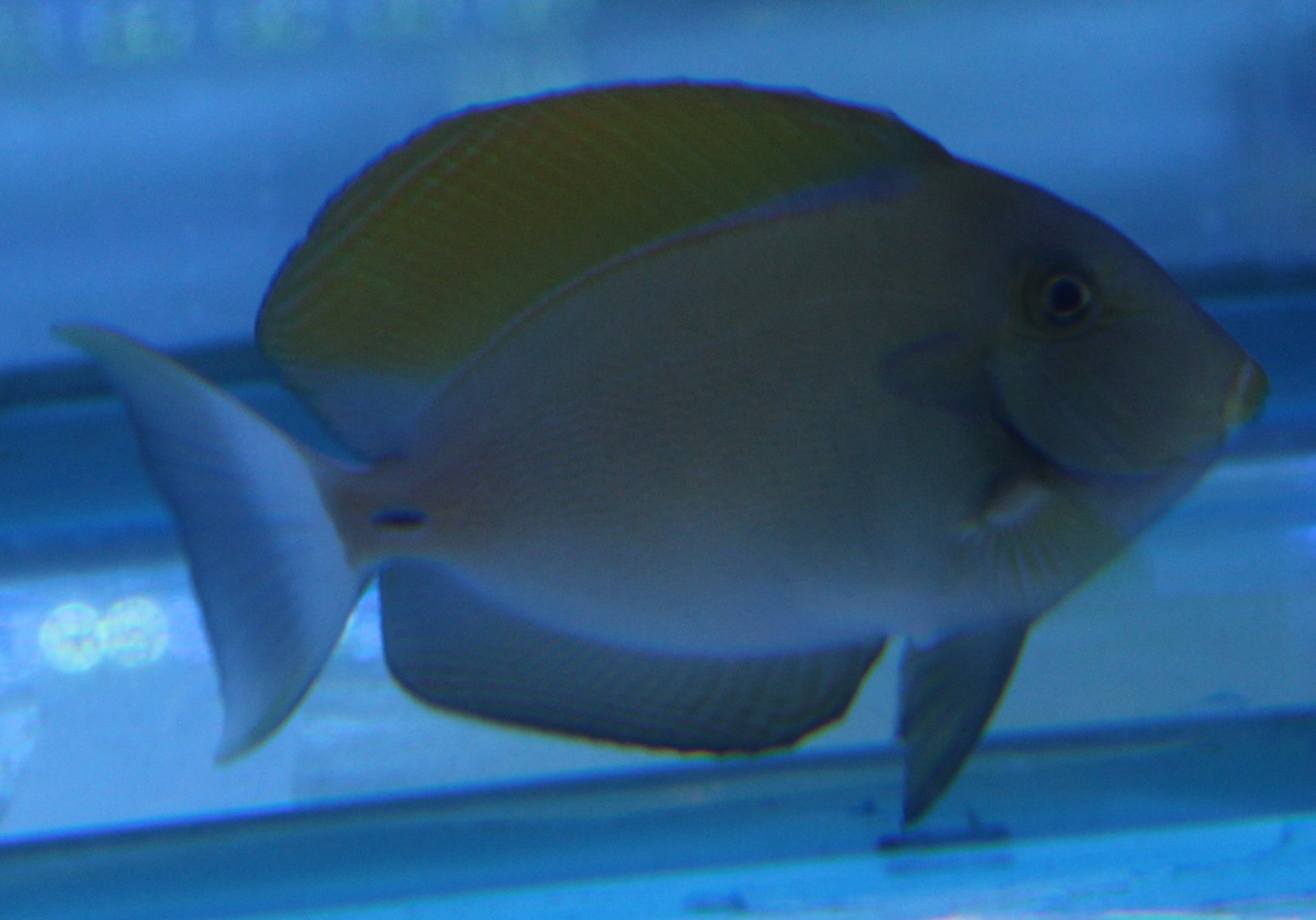 Acanthurus fowleri