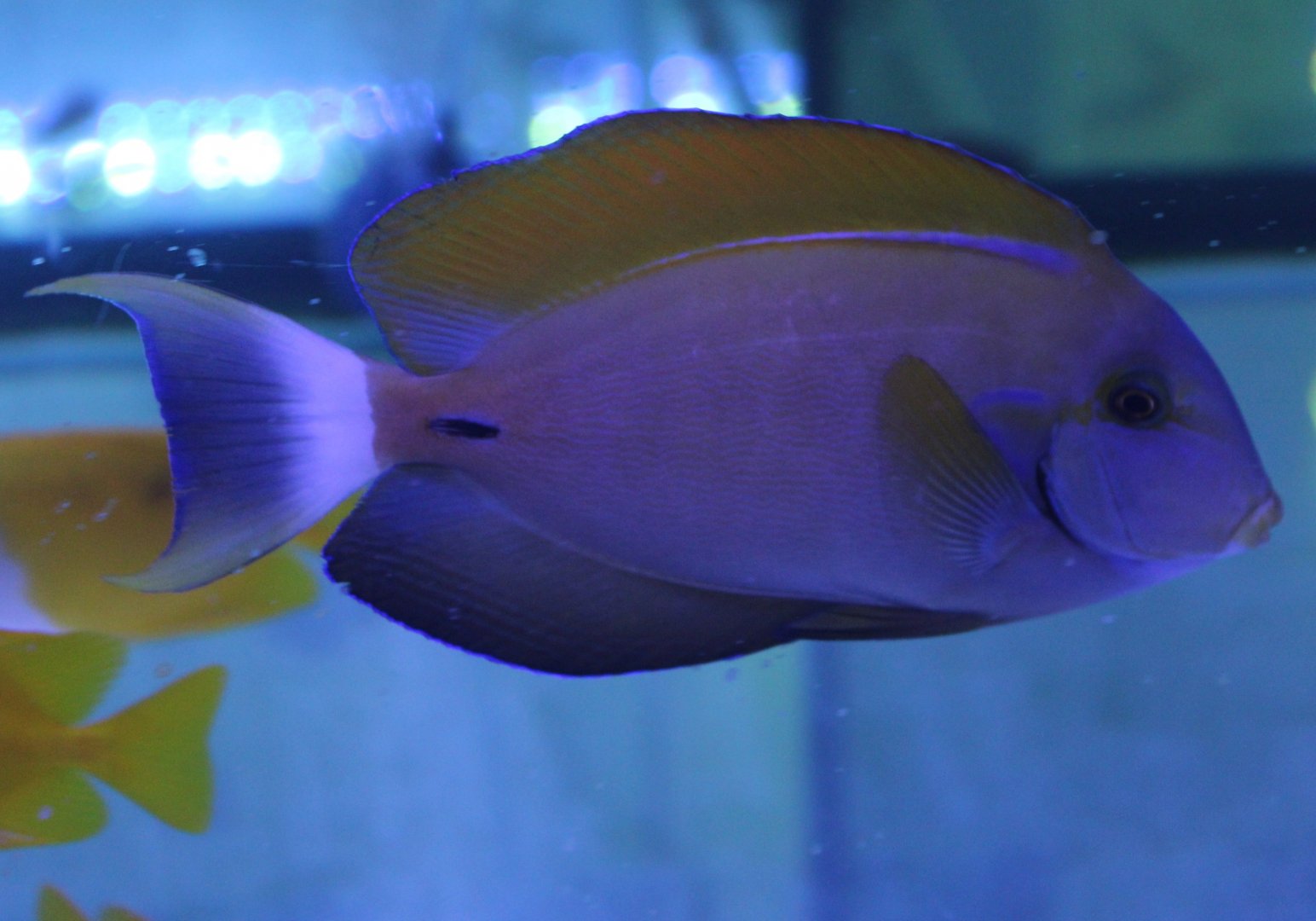 Acanthurus fowleri