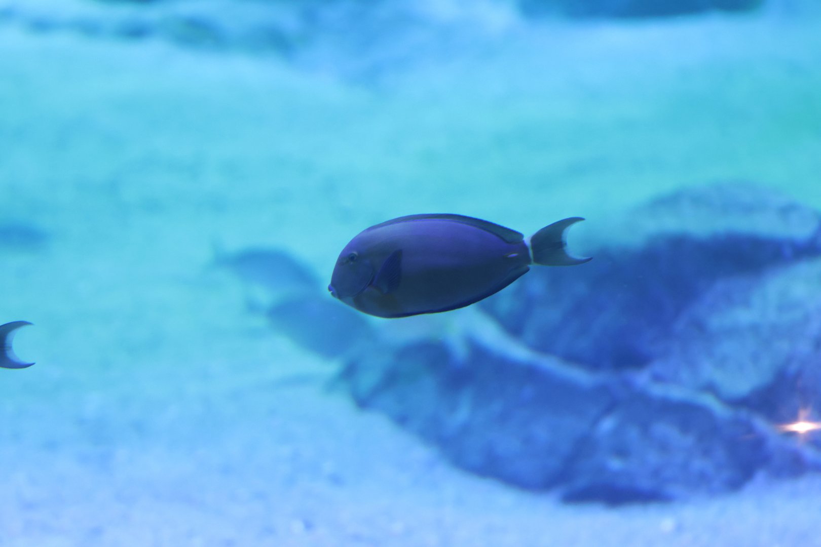Acanthurus ID