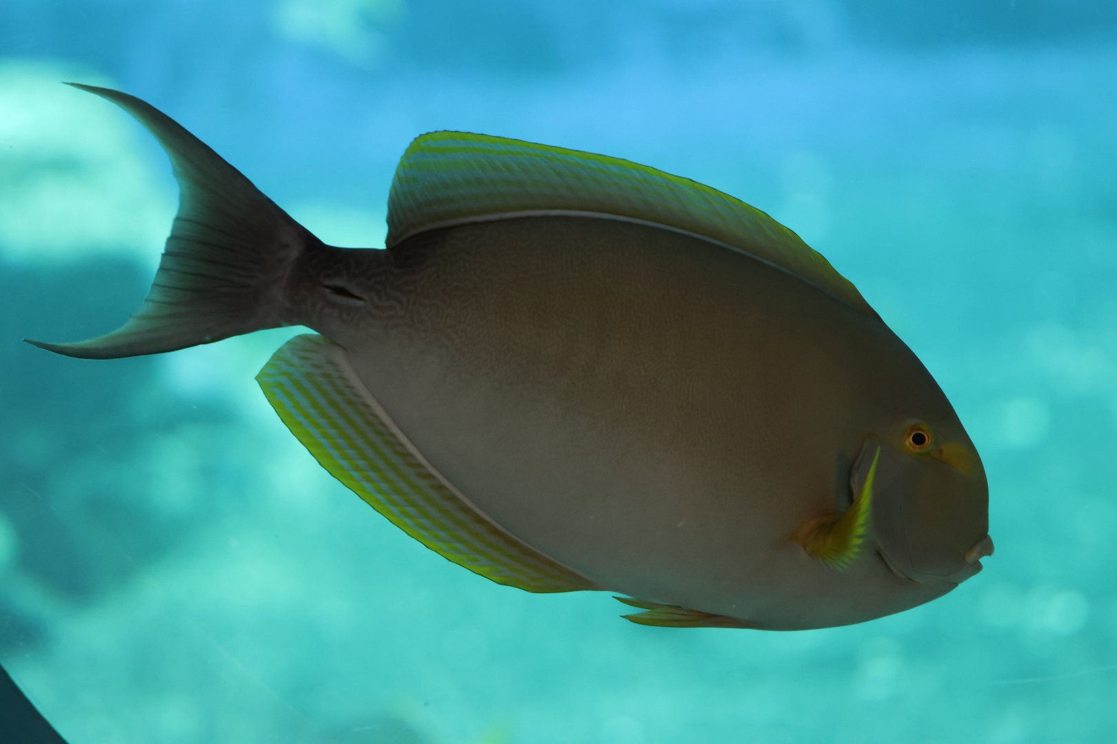 Acanthurus ID