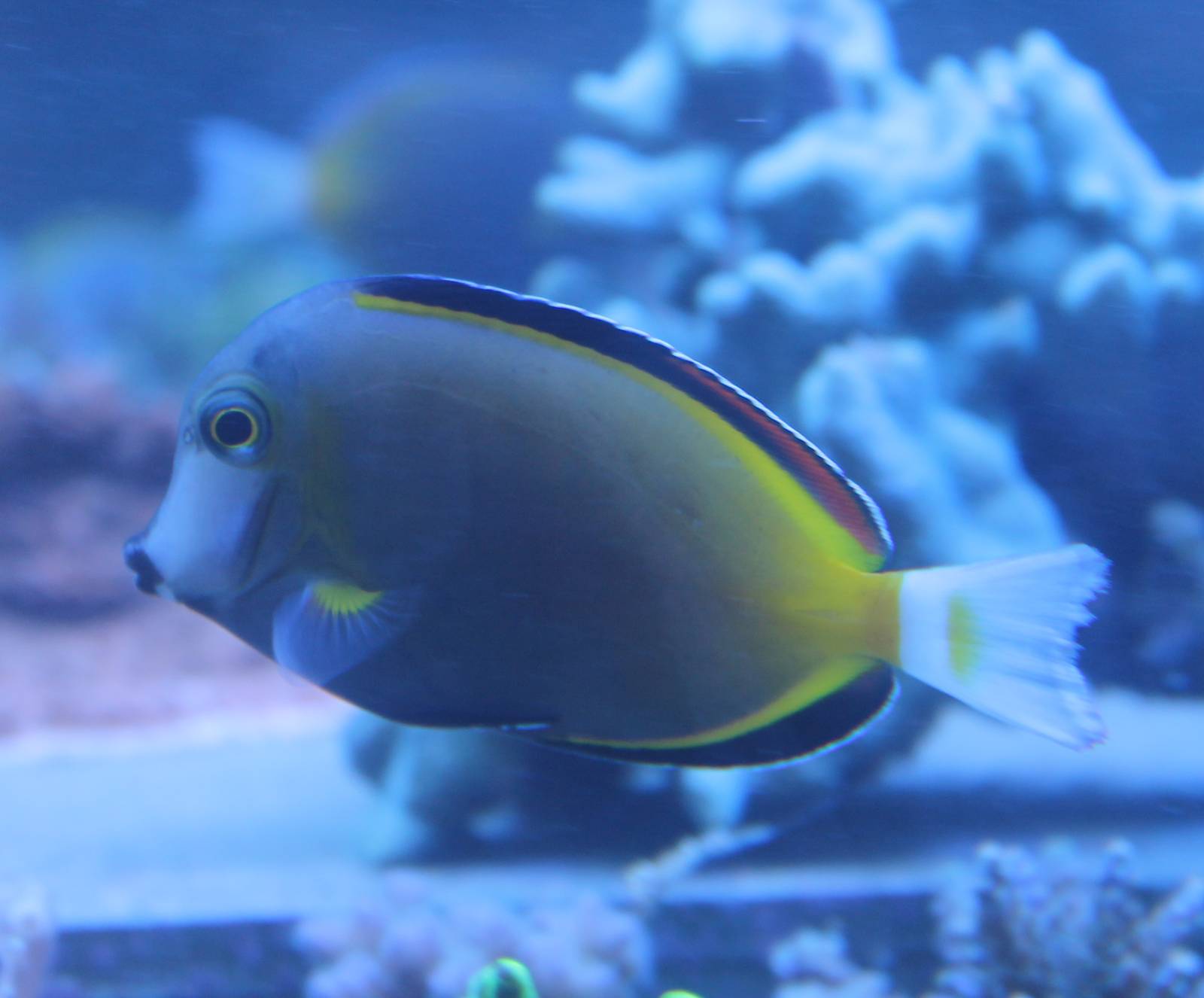 Acanthurus japonicus
