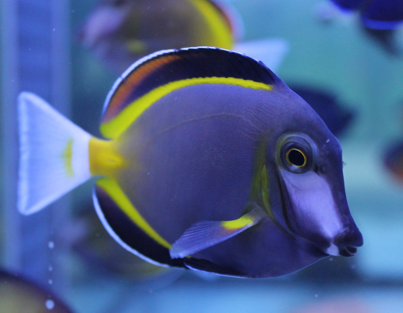 Acanthurus japonicus