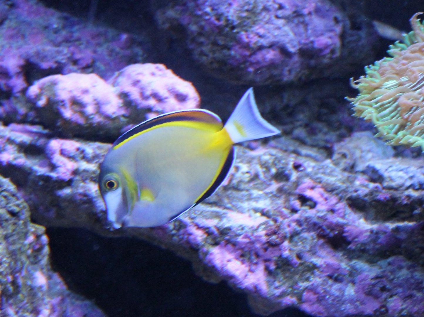 Acanthurus japonicus