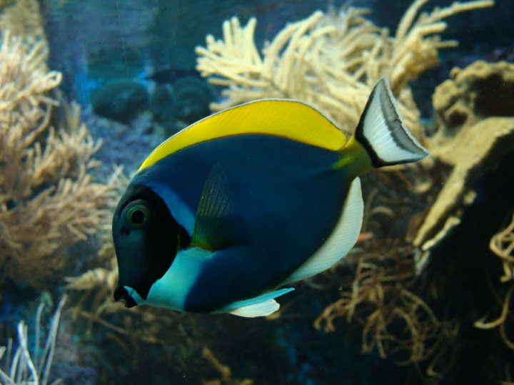 Acanthurus leucosternon