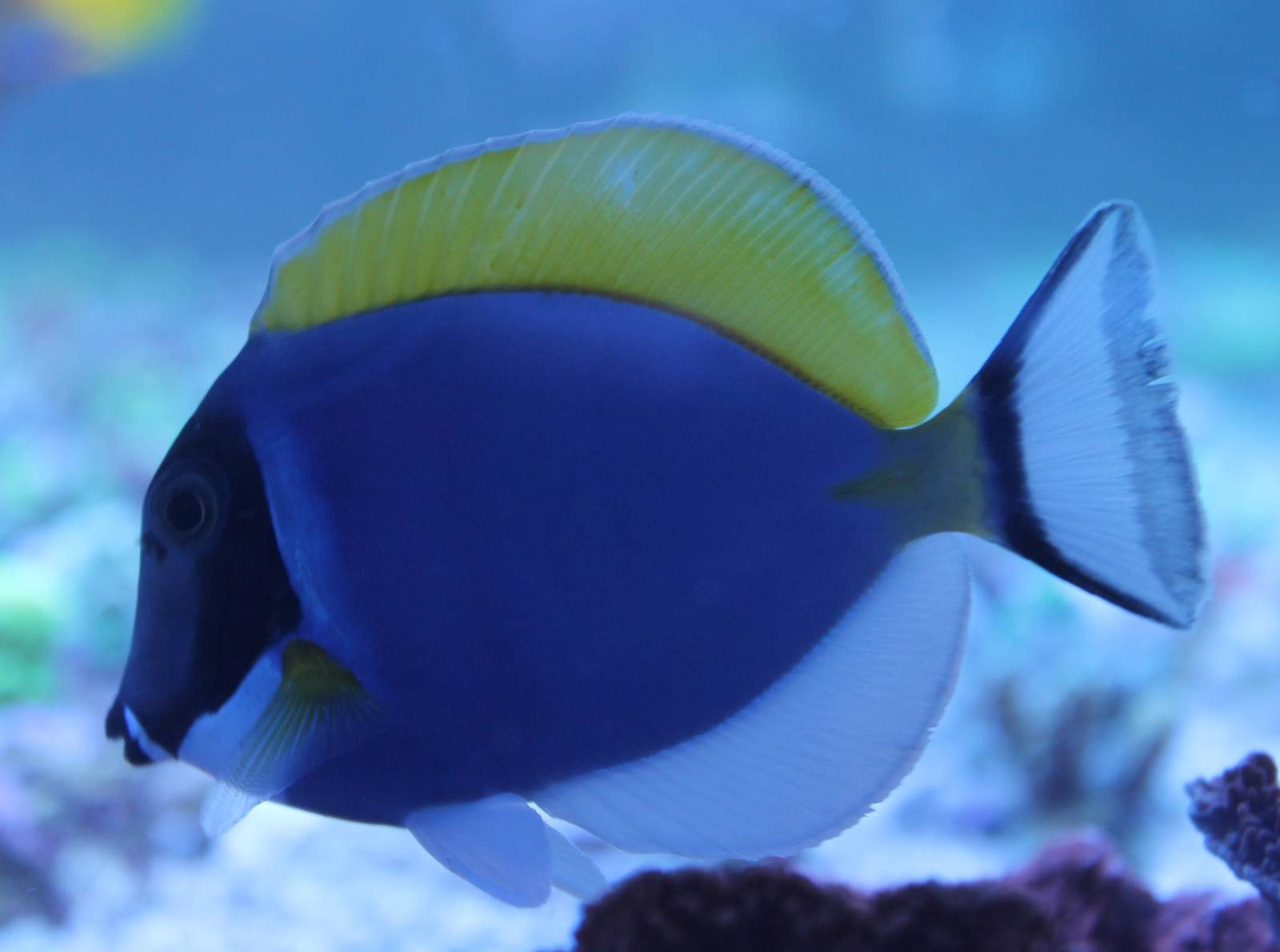 Acanthurus leucosternon