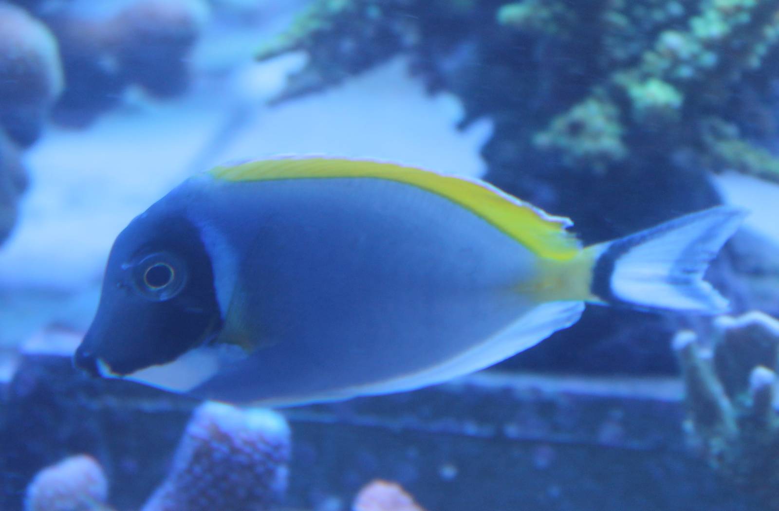Acanthurus leucosternon