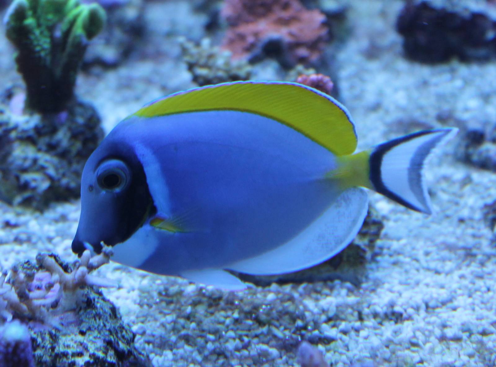 Acanthurus leucosternon