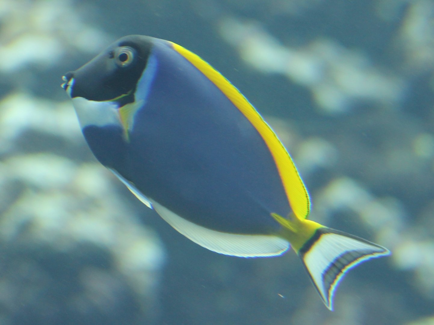 Acanthurus leucosternon