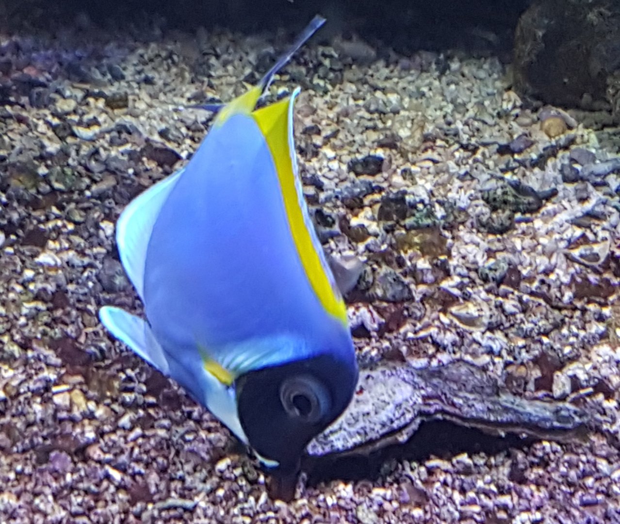 Acanthurus leucosternon