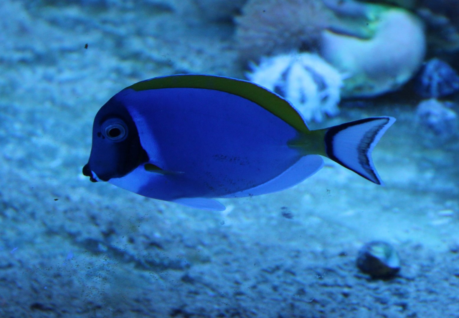 Acanthurus leucosternon
