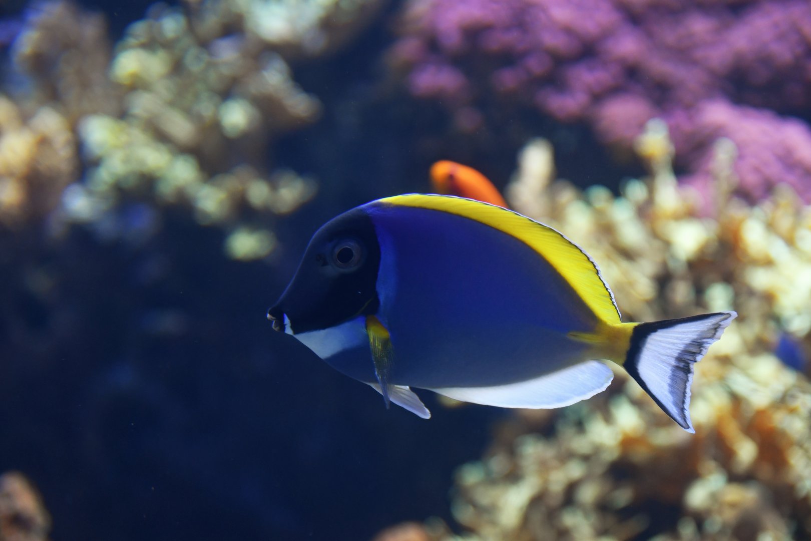 Acanthurus leucosternon