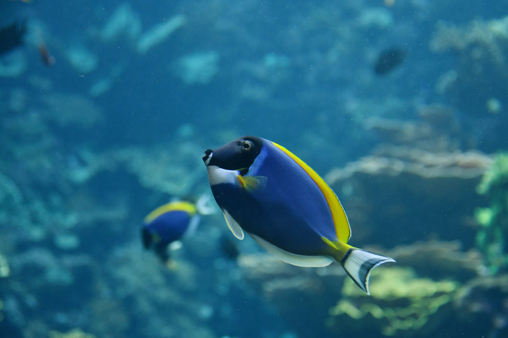 Acanthurus leucosternon