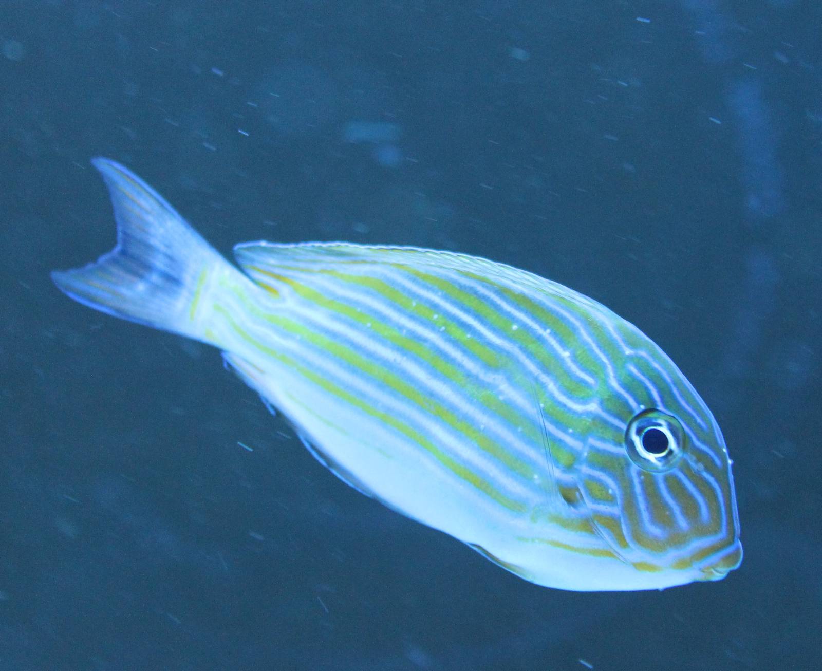 Acanthurus lineatus