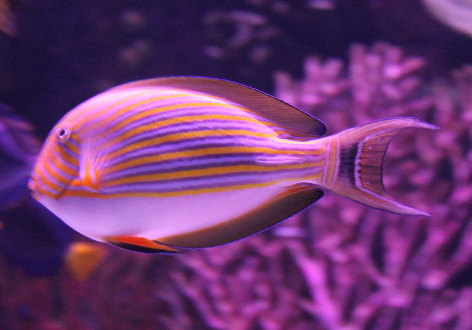 Acanthurus lineatus