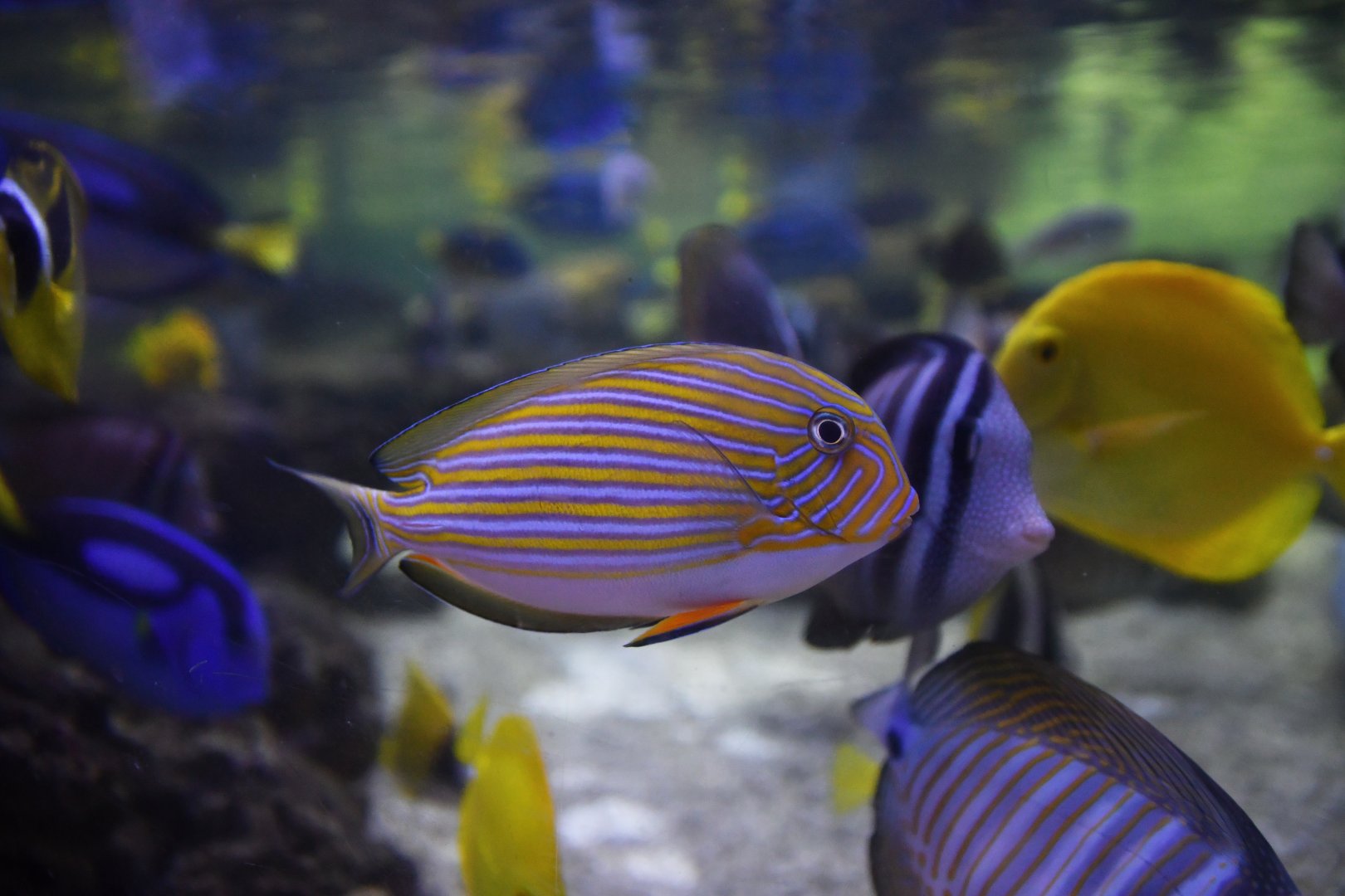 Acanthurus lineatus