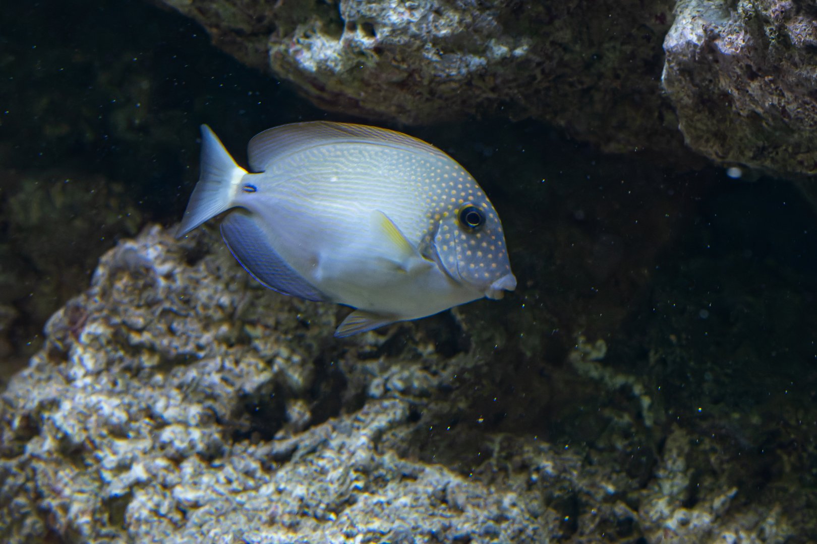 Acanthurus maculiceps? - Tierpark Berlin