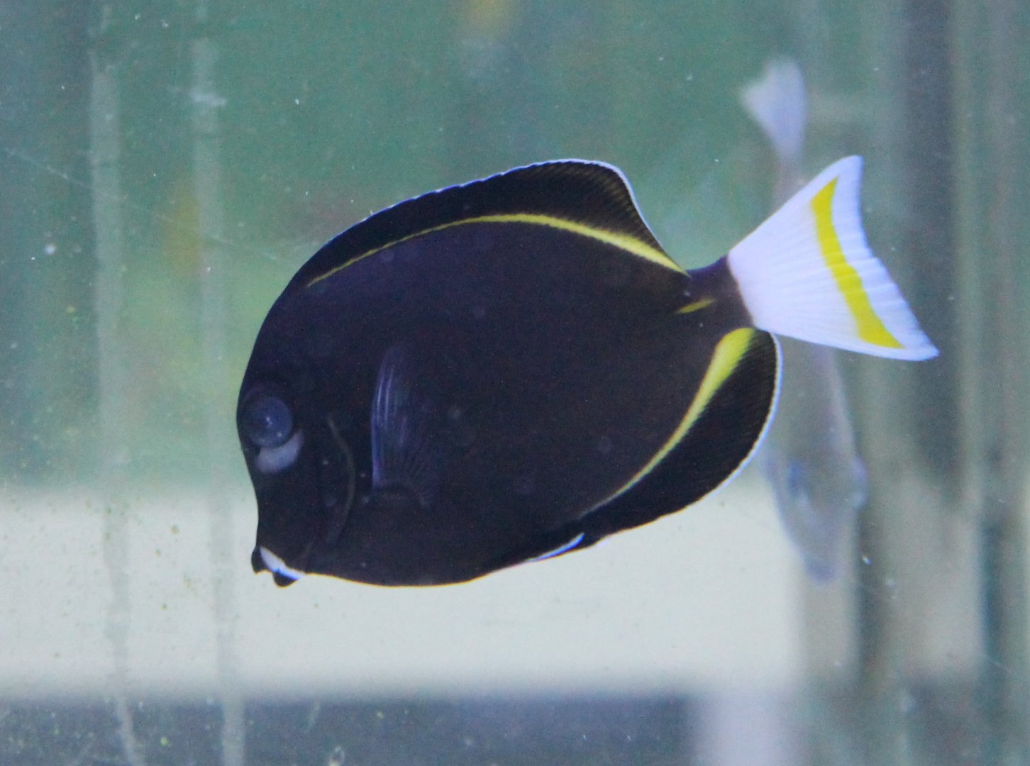 Acanthurus nigricans