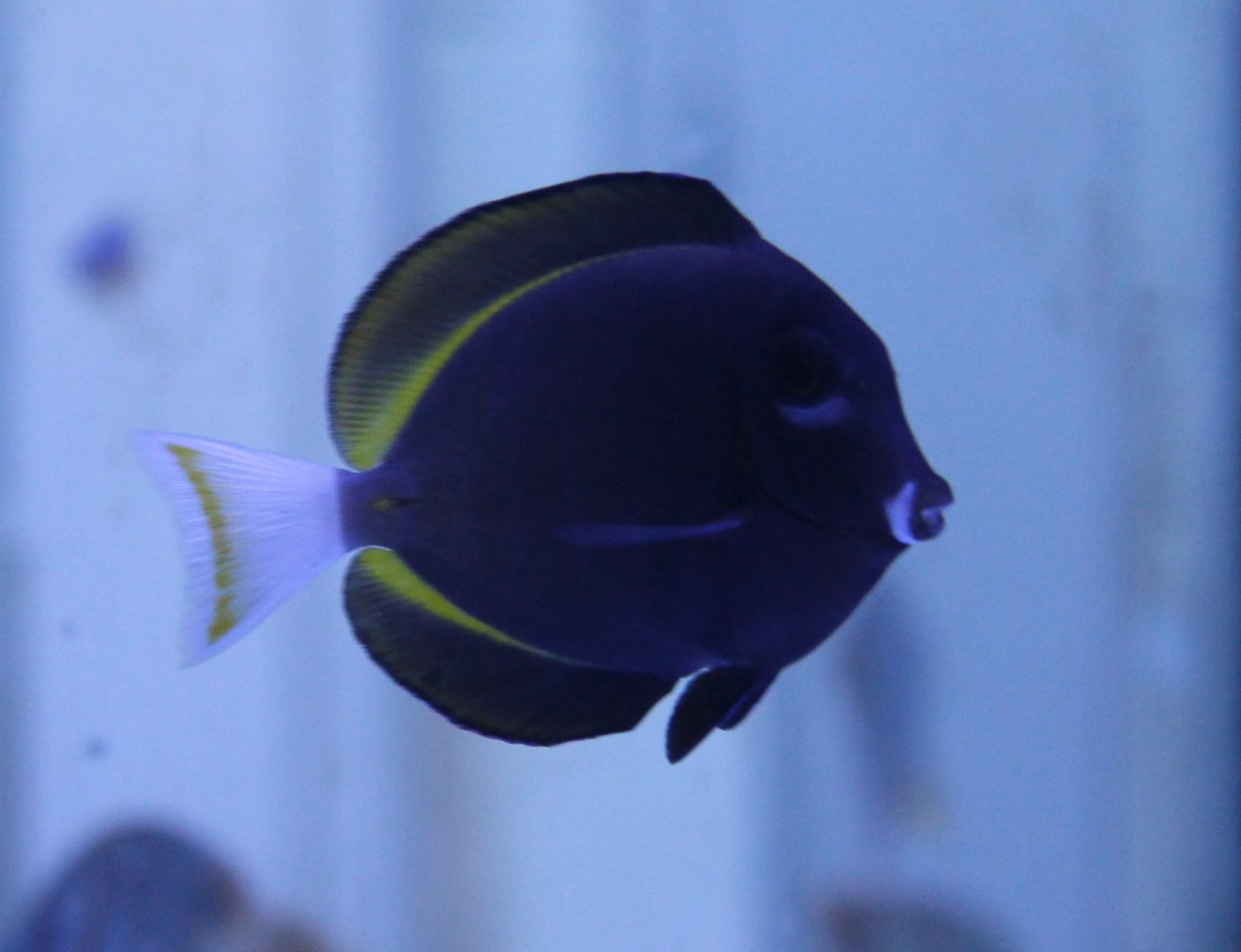 Acanthurus nigricans