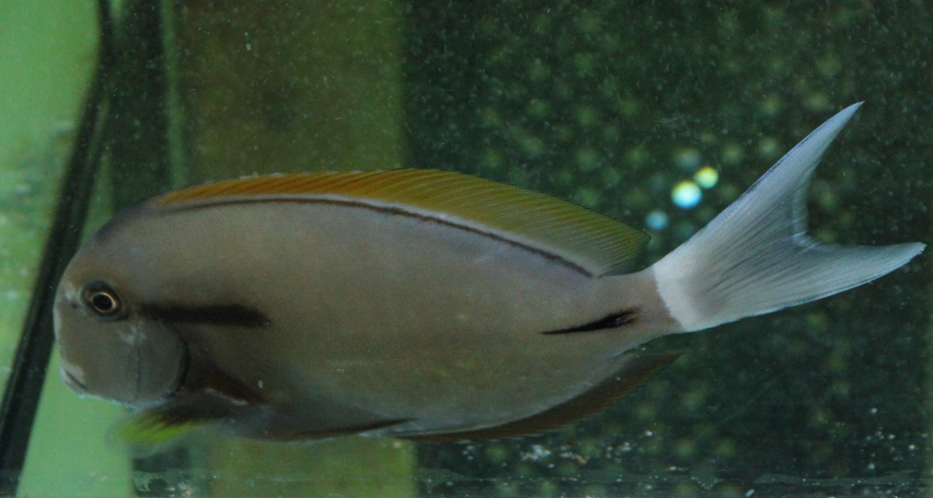 Acanthurus nigricaudus