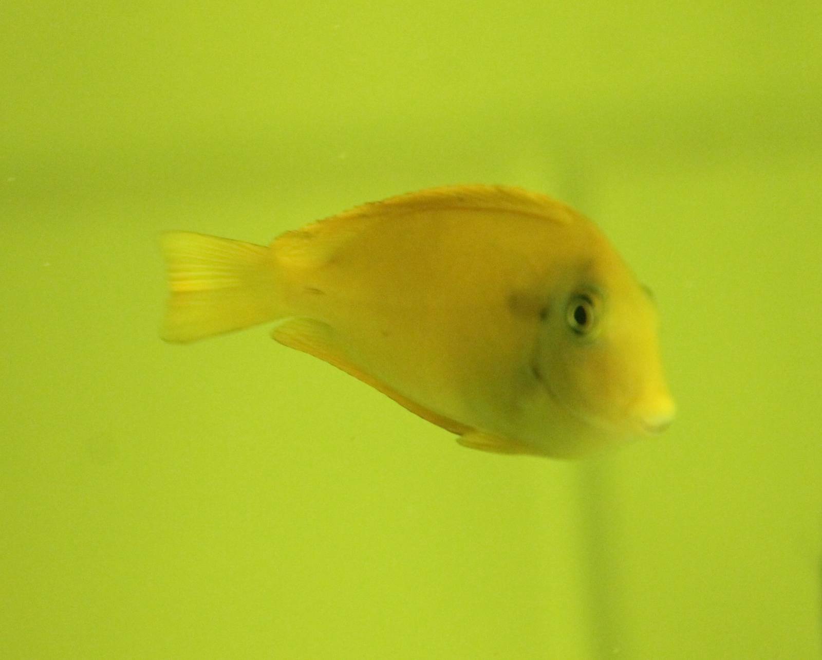 Acanthurus olivaceus