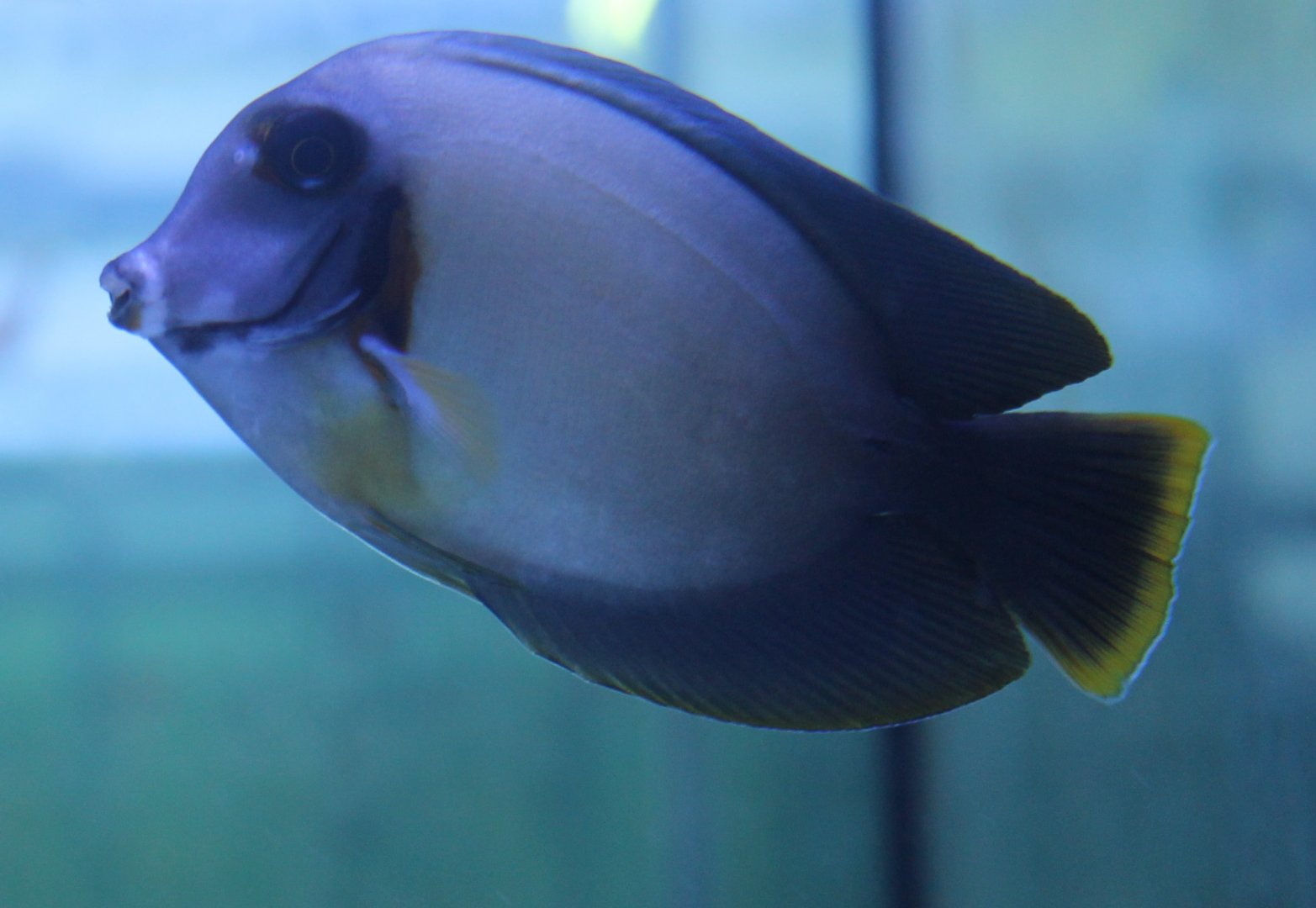 Acanthurus pyroferus