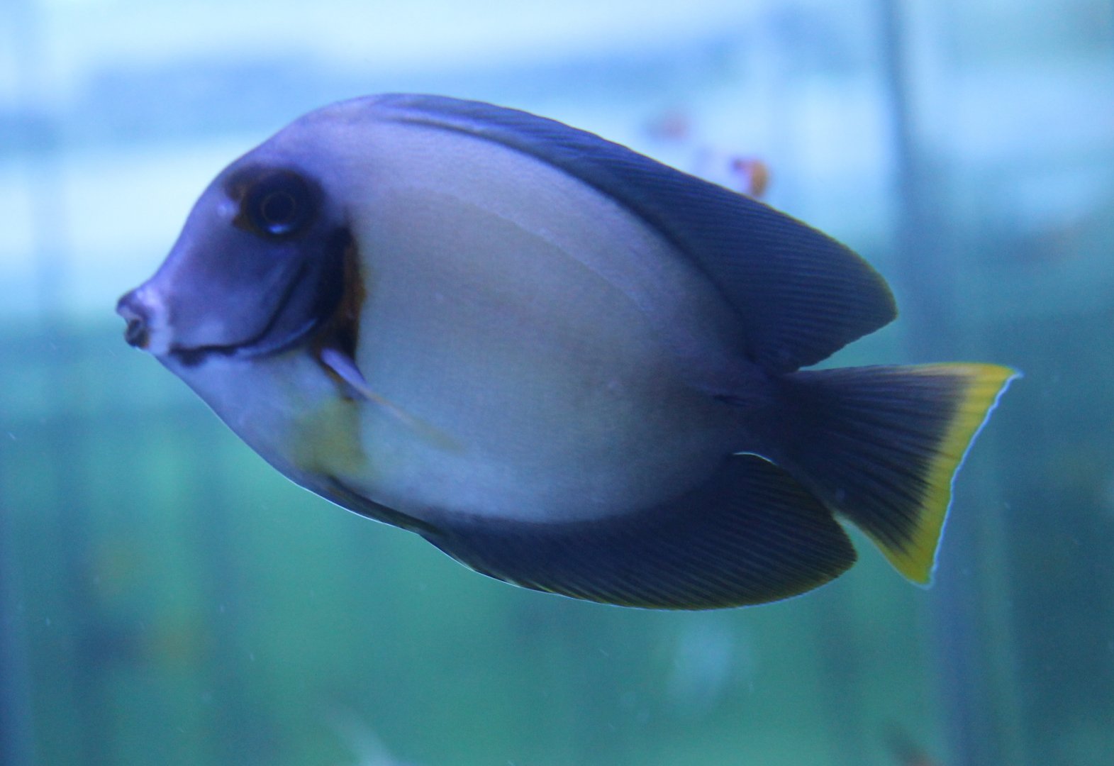 Acanthurus pyroferus