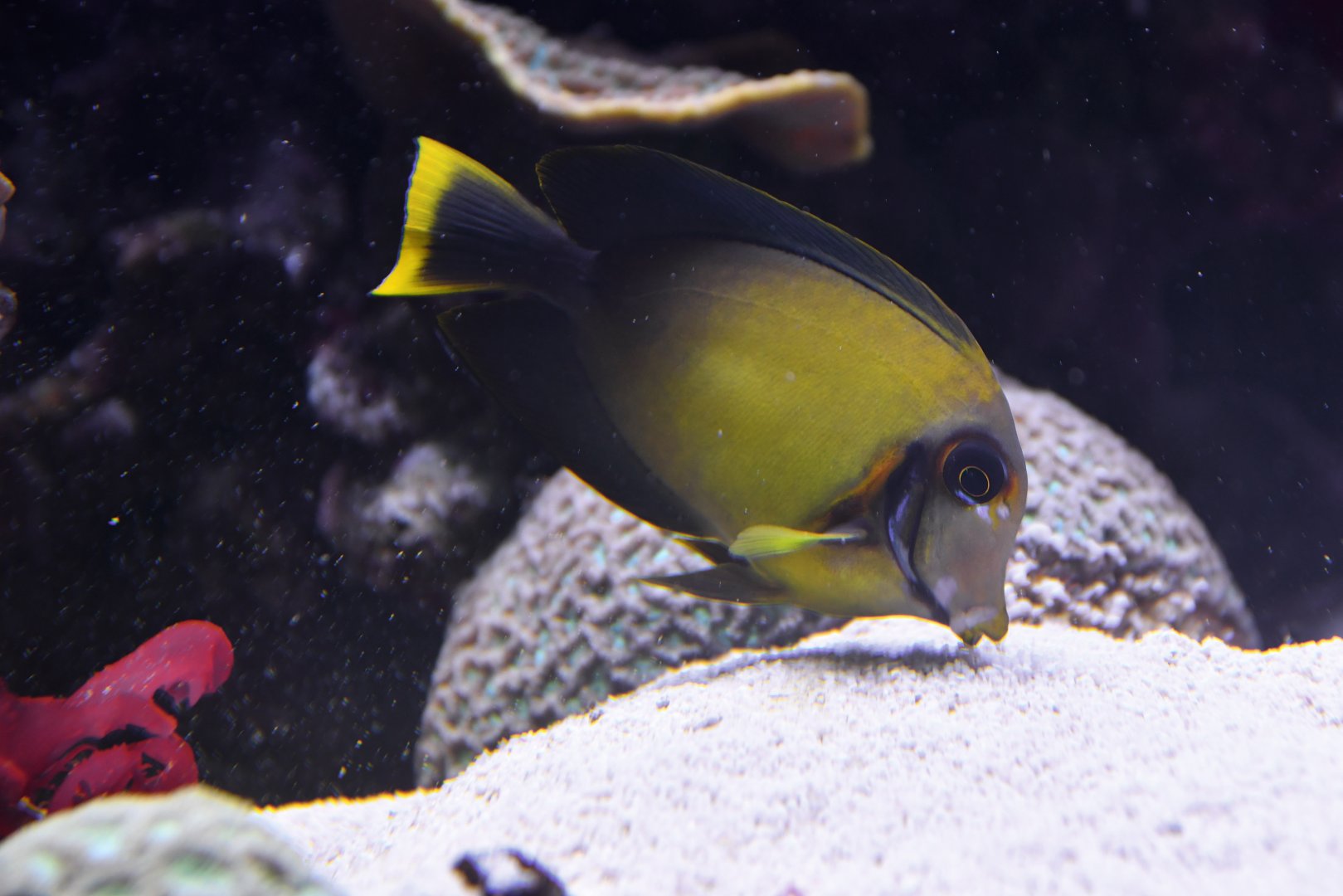 Acanthurus pyroferus