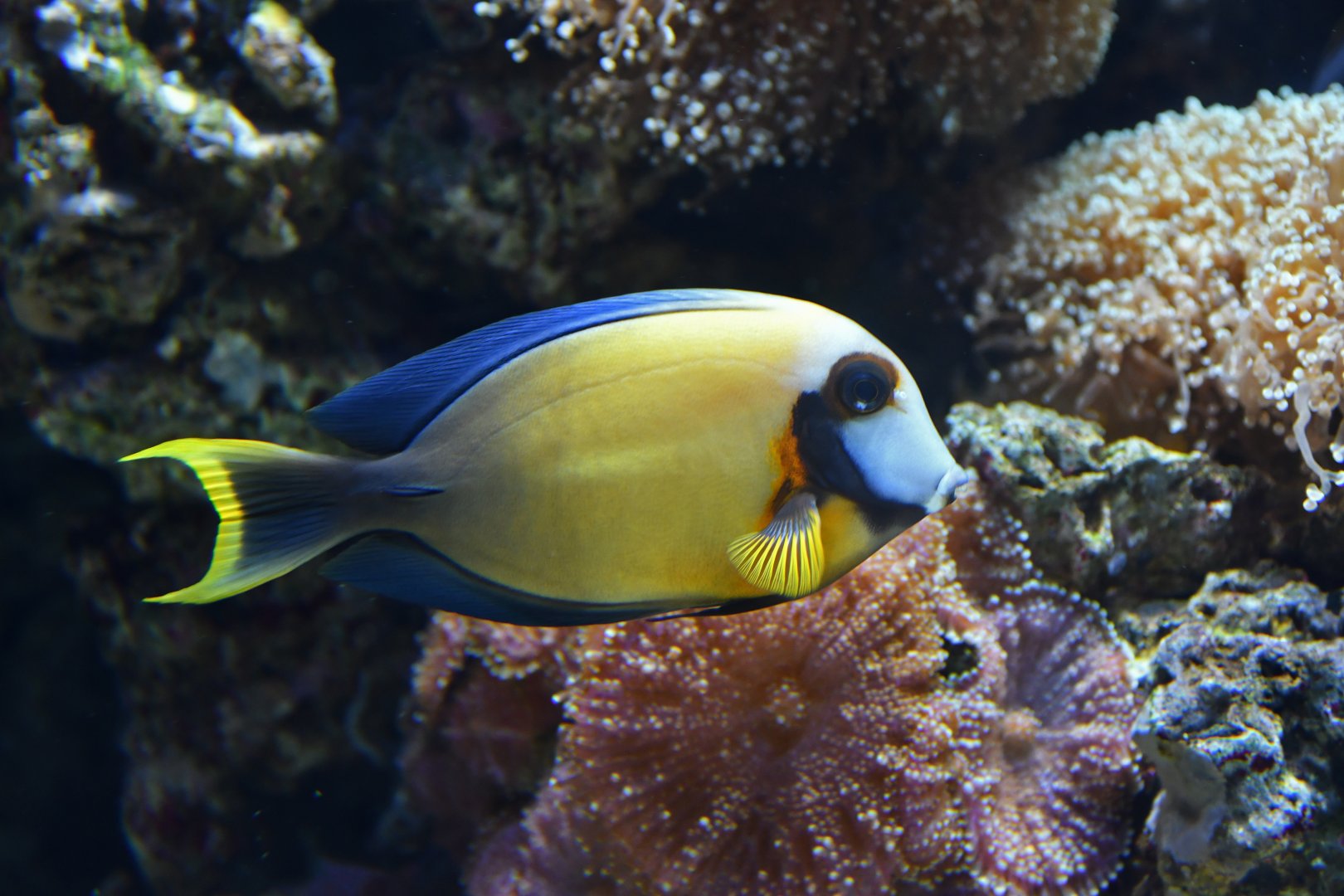 Acanthurus pyroferus