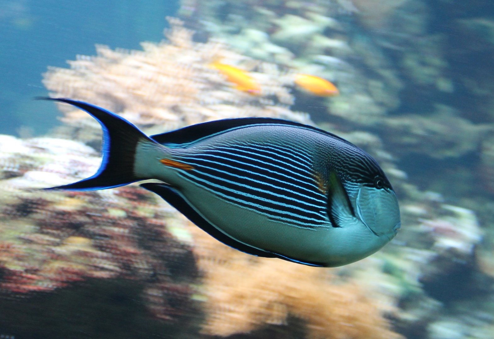 Acanthurus sohal - Sohal surgeonfish