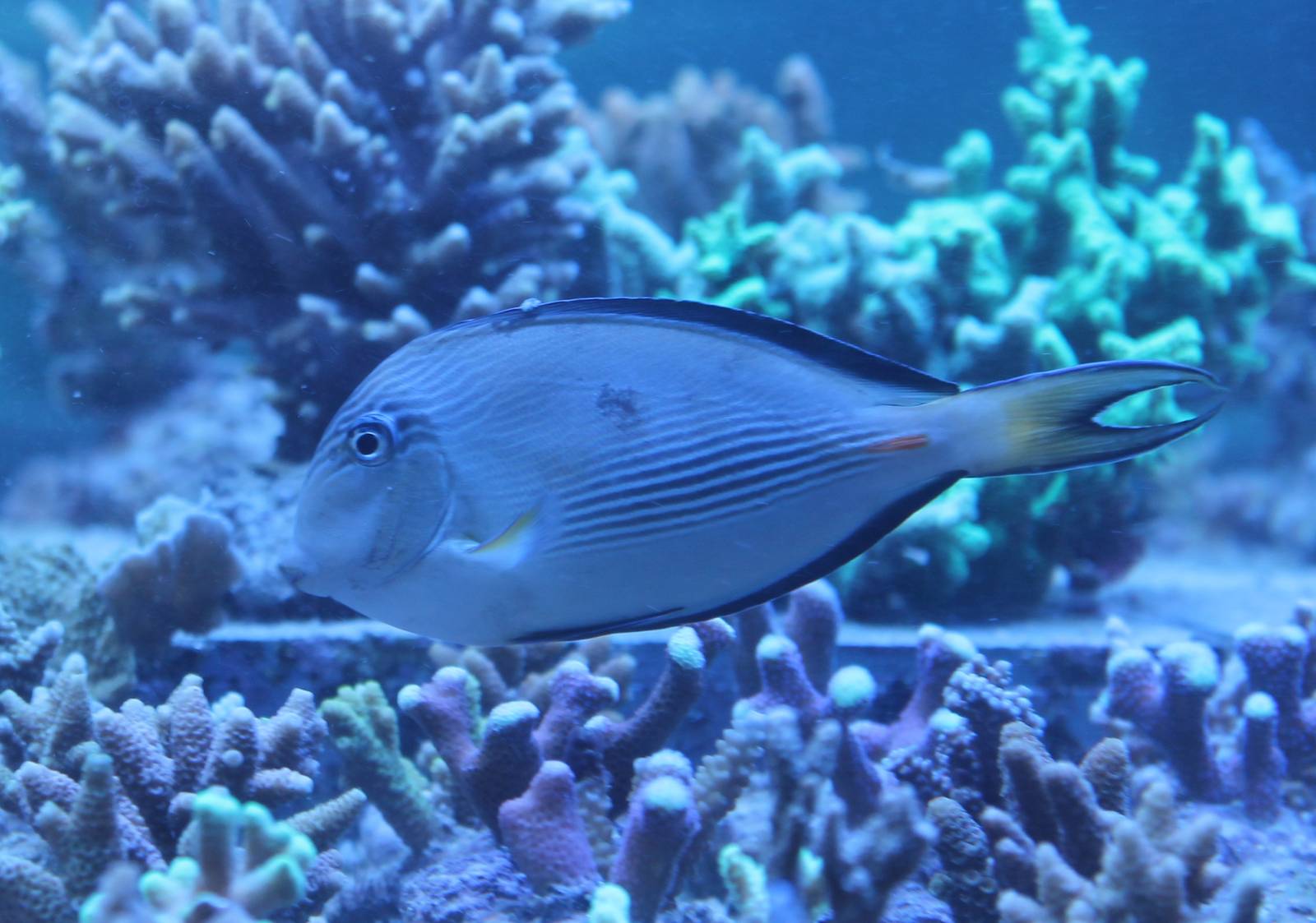 Acanthurus sohal