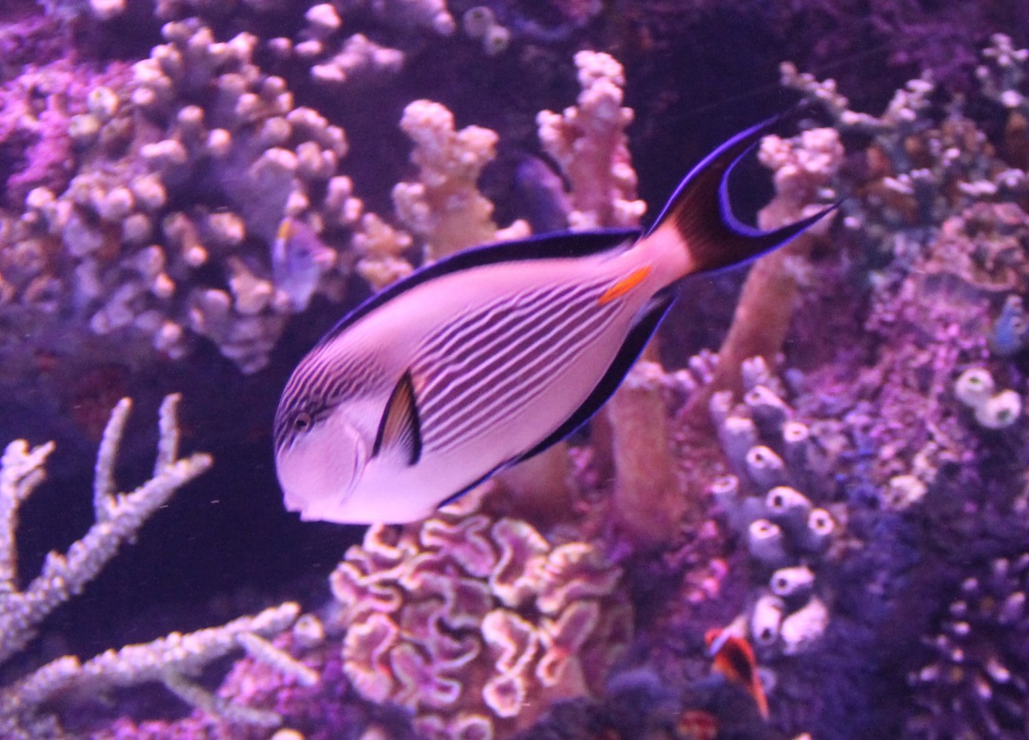 Acanthurus sohal