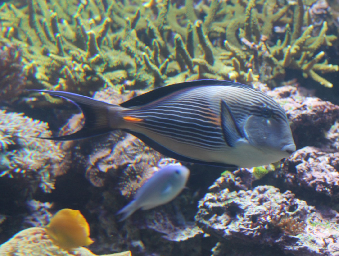 Acanthurus sohal
