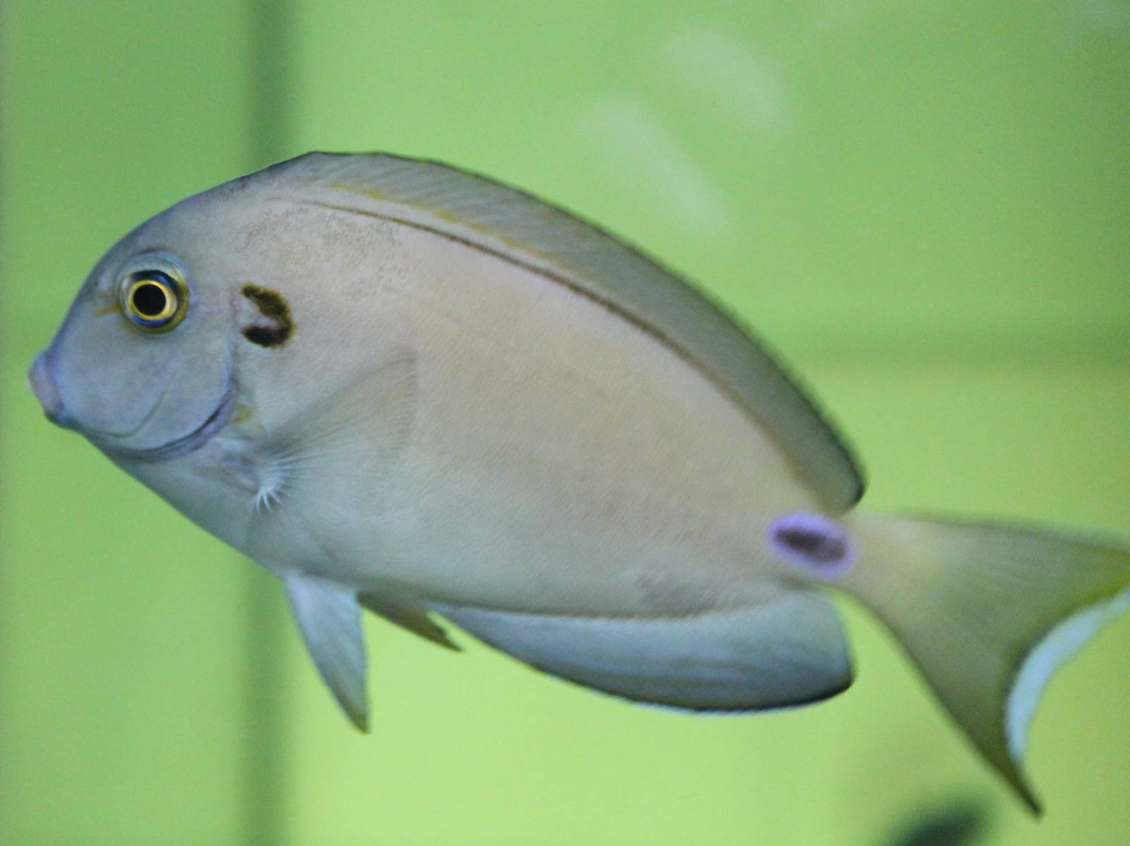 Acanthurus tennanti