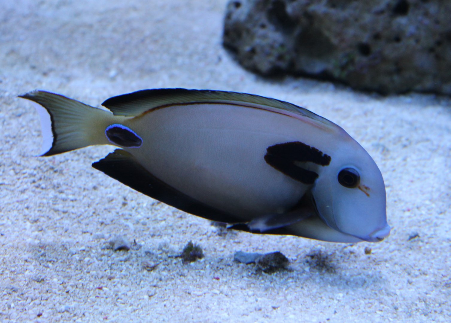 Acanthurus tennentii