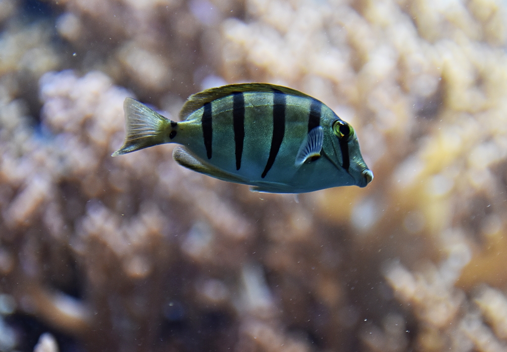 Acanthurus triostegus